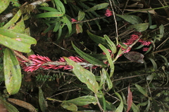 Thibaudia floribunda