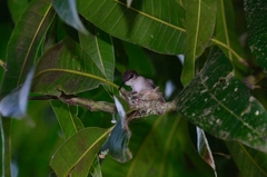 Mellisuga minima