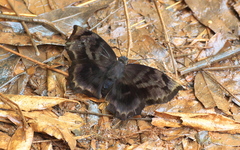 Achlyodes busirus