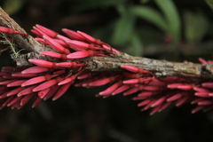 Thibaudia floribunda