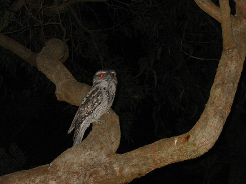 Podargus strigoides