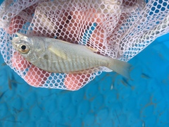 Leiostomus xanthurus