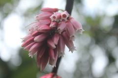 Thibaudia floribunda