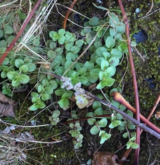 Veronica serpyllifolia serpyllifolia