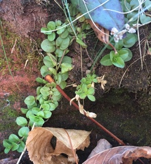 Veronica serpyllifolia serpyllifolia