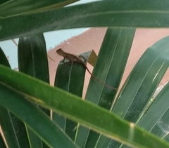 Anolis