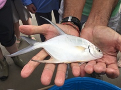 Trachinotus goodei