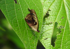 Catonephele numilia esite