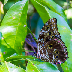 Morpho deidamia