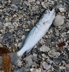 Cynoscion arenarius