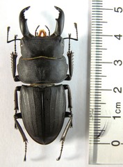 Serrognathus costatus