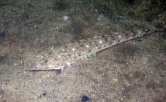 Platycephalus grandispinis