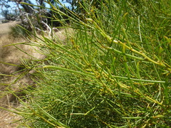 Acacia euthycarpa