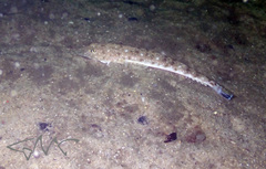 Platycephalus grandispinis