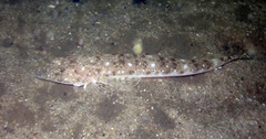 Platycephalus grandispinis