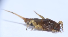 Ephemerella invaria