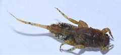 Ephemerella invaria