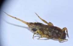 Ephemerella invaria