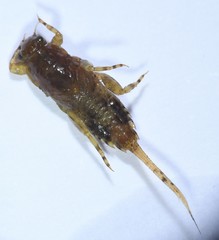 Ephemerella invaria