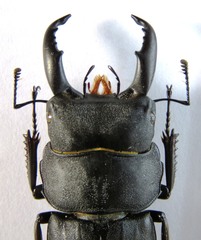 Serrognathus costatus