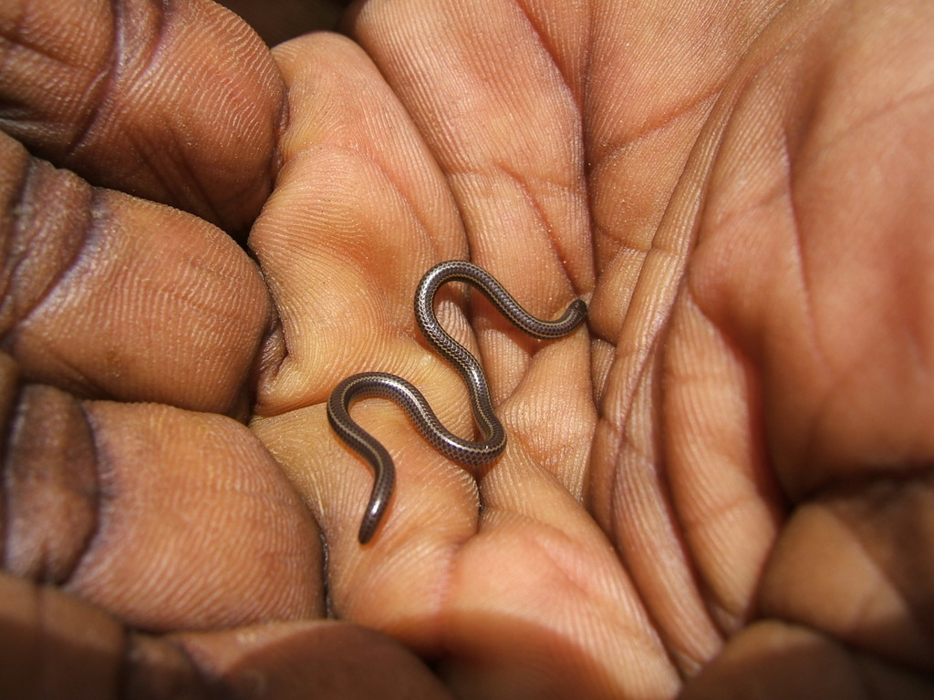 Saint Lucia Threadsnake