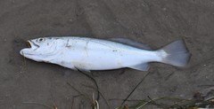 Cynoscion arenarius