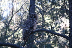 Strix occidentalis lucida