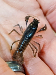 Fallicambarus macneesei
