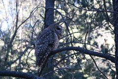 Strix occidentalis lucida