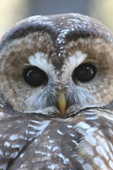 Strix occidentalis lucida