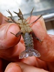 Fallicambarus macneesei