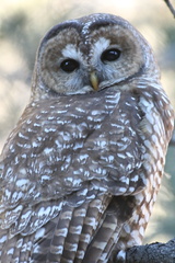 Strix occidentalis lucida
