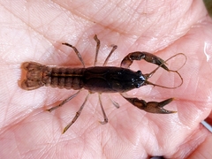 Fallicambarus macneesei