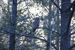 Strix occidentalis lucida