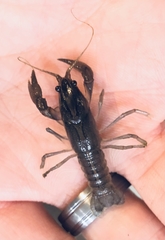 Fallicambarus macneesei
