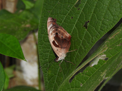 Catonephele numilia esite