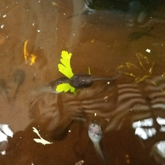 Lithobates berlandieri