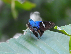 Astraptes