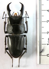 Serrognathus titanus elegans