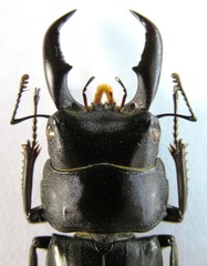 Serrognathus titanus elegans