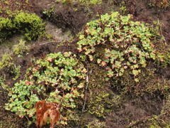 Selaginella wallacei