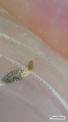 Coleophora versurella