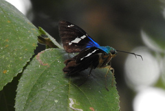 Astraptes