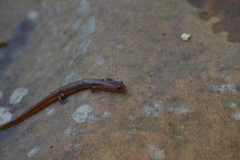 Eurycea multiplicata