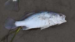 Stellifer lanceolatus