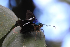Astraptes