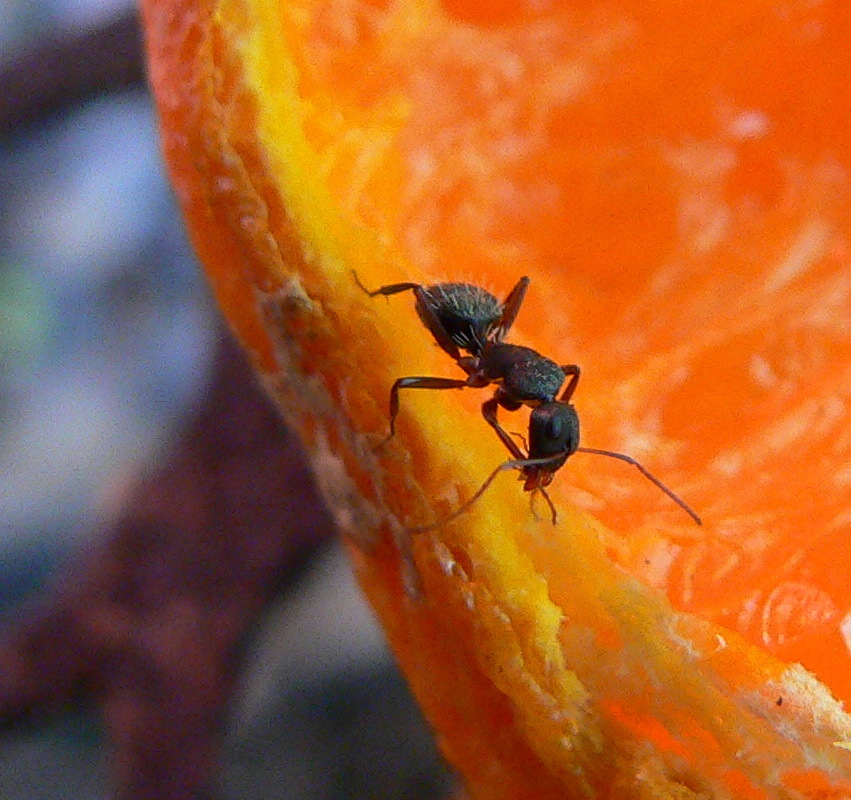 Camponotus errabundus