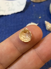 Laevicardium mortoni