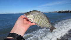 Amphistichus argenteus