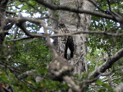 Accipiter chilensis